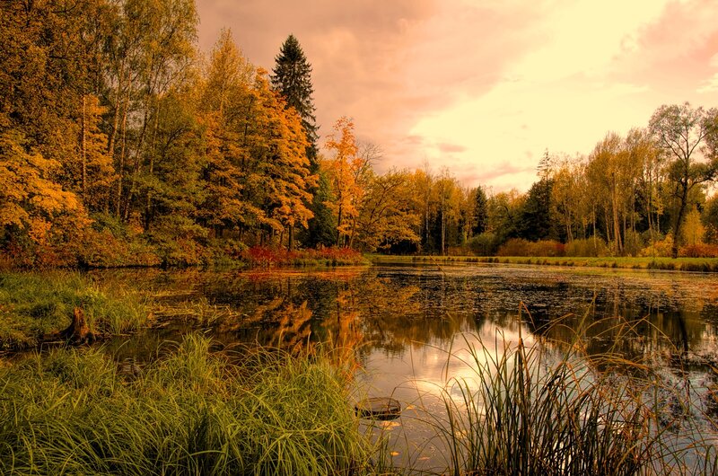 Autumn Pond in Forest — Orange, Serene