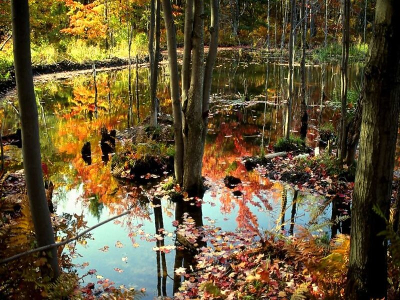 Autumn Pond in Forest — Orange