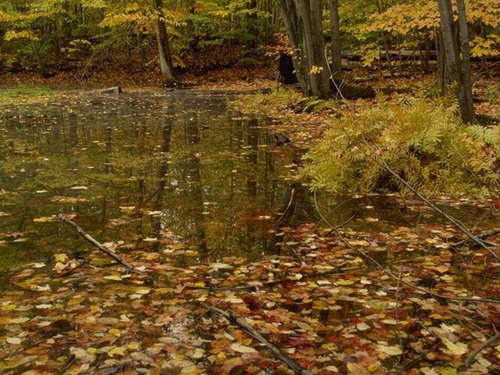 Autumn pond in forest