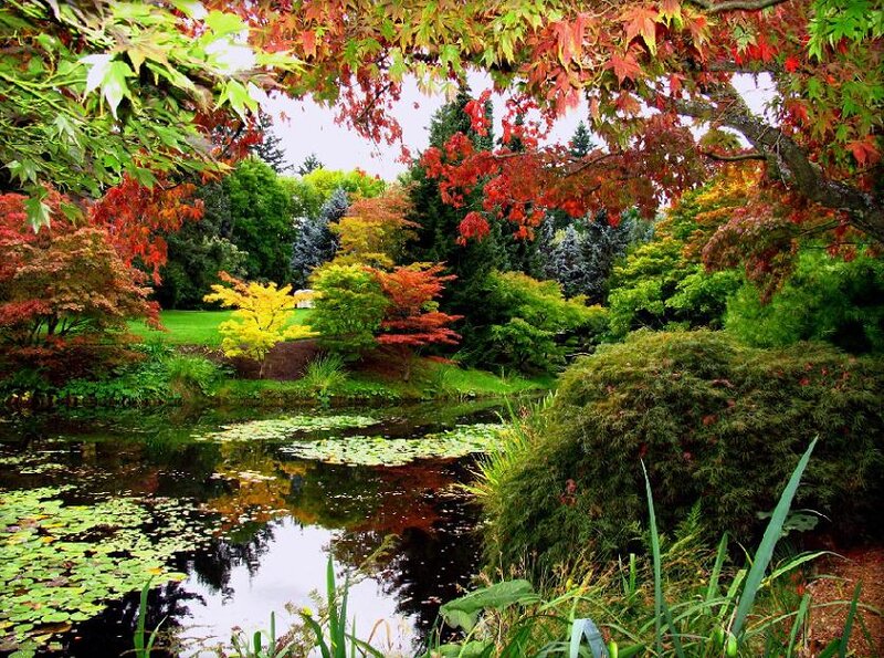 Autumn Pond in Garden