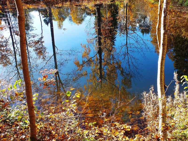 Autumn Pond Reflection — Blue