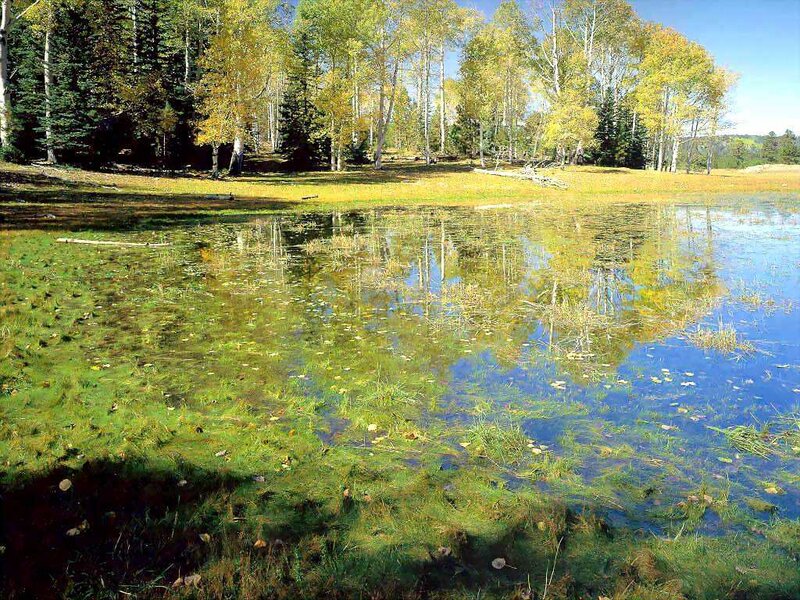 Autumn pond with aspen trees