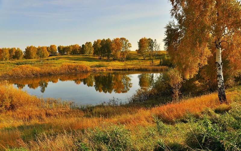 Autumn Pond with Birch Trees