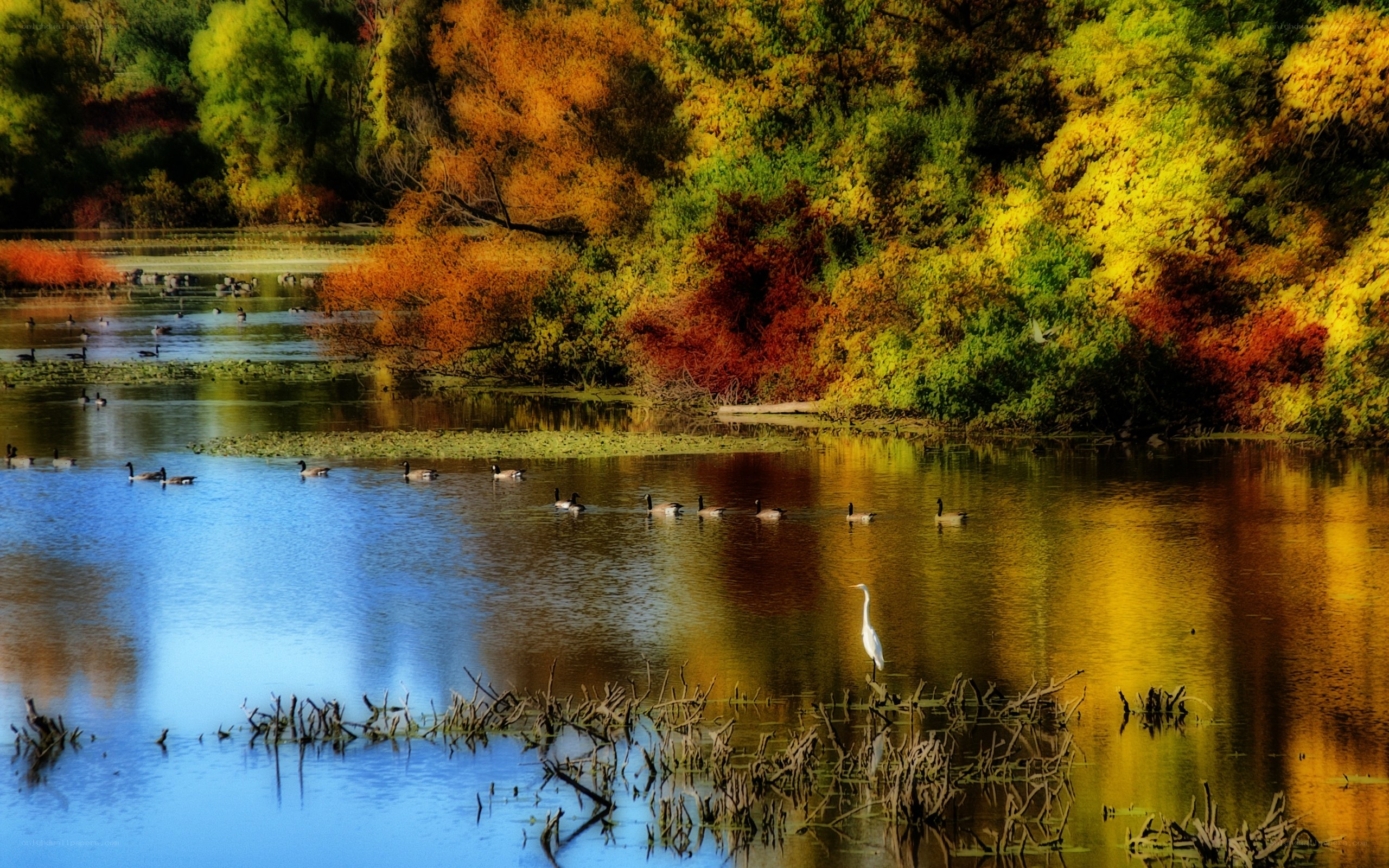 Autumn pond with birds