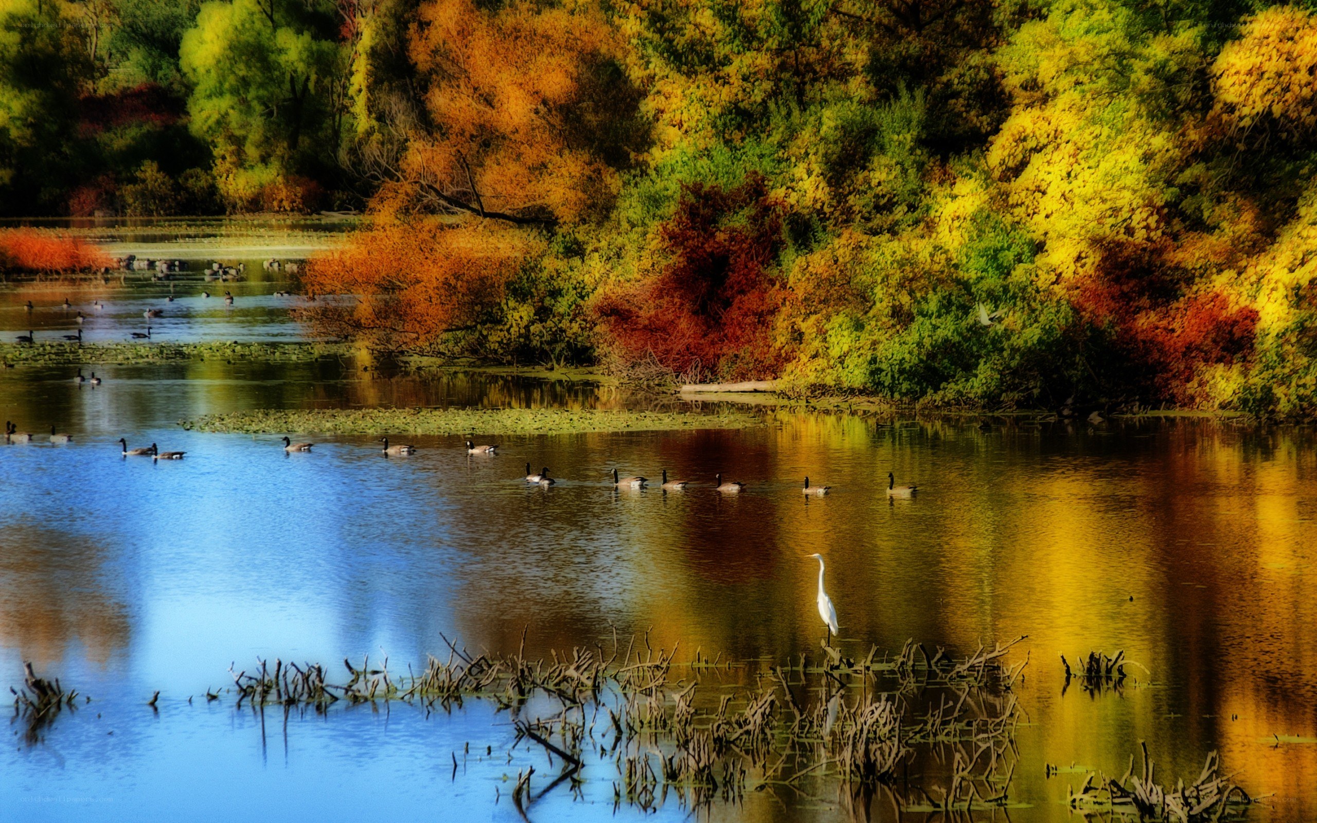 Autumn pond with birds