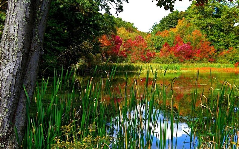 Autumn pond with colorful trees