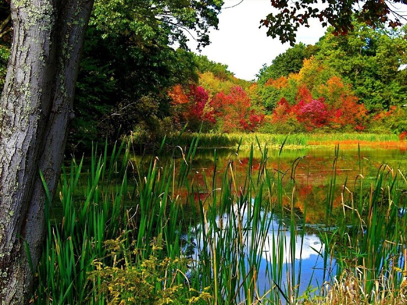 Autumn pond with colorful trees