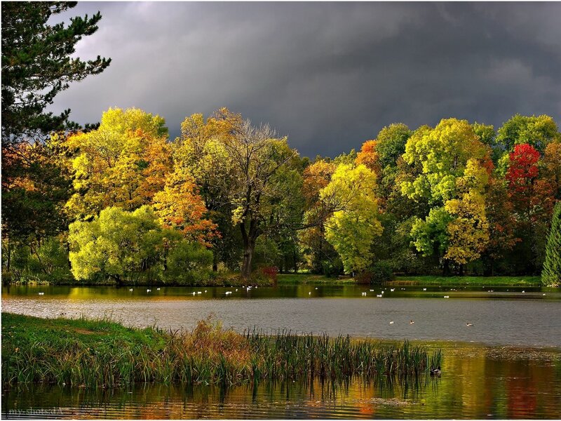 Autumn pond with colorful trees