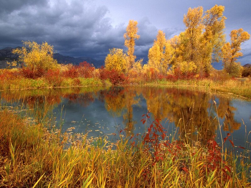 Autumn pond with colorful trees