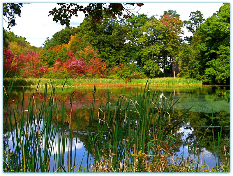 Autumn pond with colorful trees