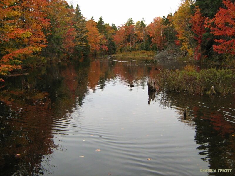 Autumn pond with colorful trees