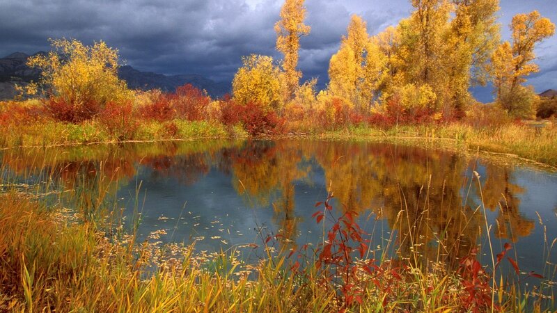 Autumn pond with colorful trees