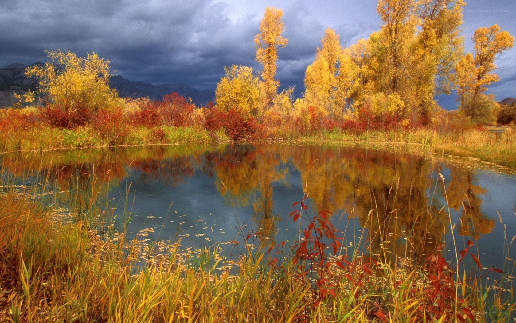 Autumn pond with colorful trees