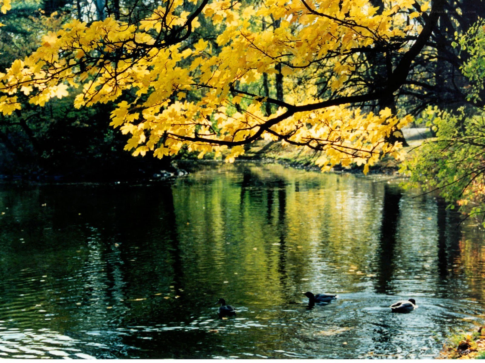 Autumn pond with ducks