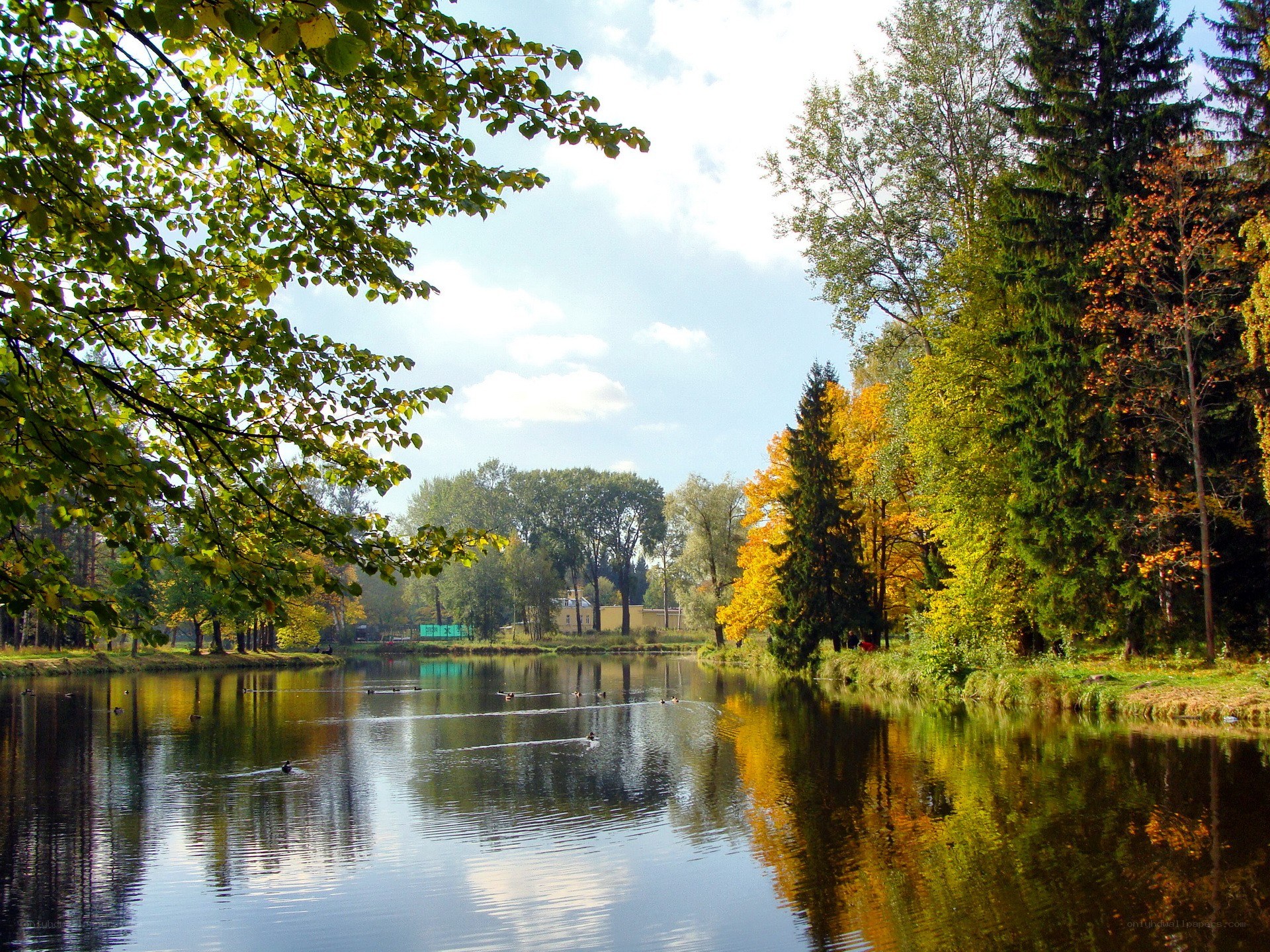 Autumn pond with ducks