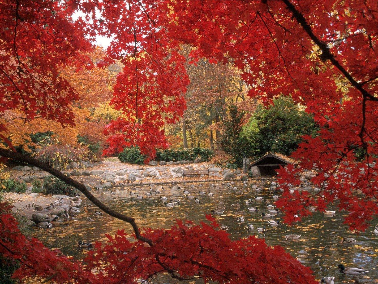 Autumn pond with ducks