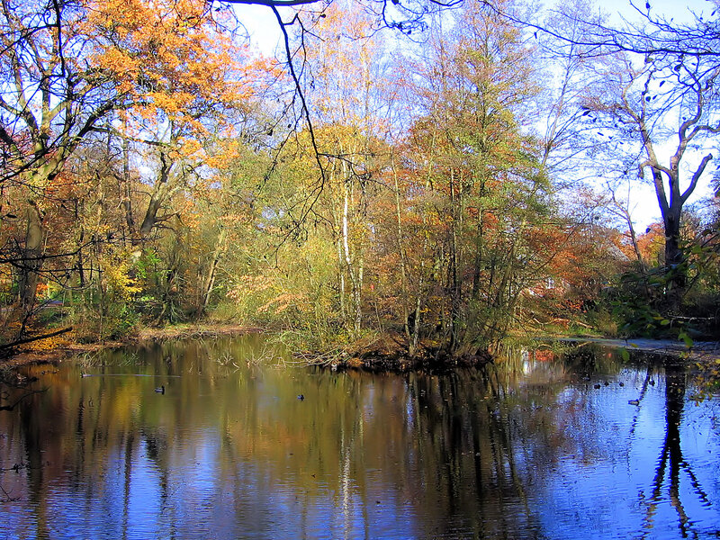 Autumn pond with ducks