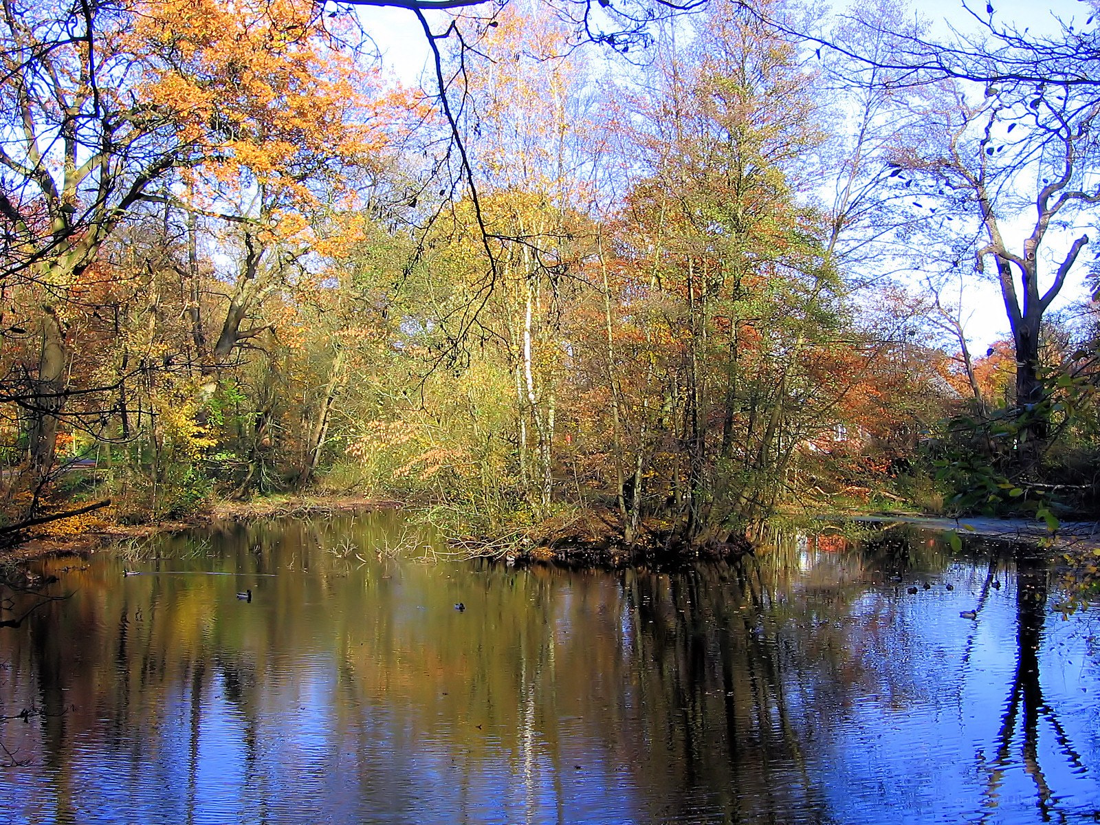Autumn pond with ducks