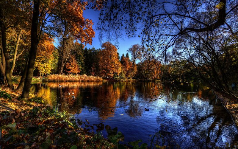 Autumn Pond with Ducks — Blue, Serene, Photograph, Trees, Reflection