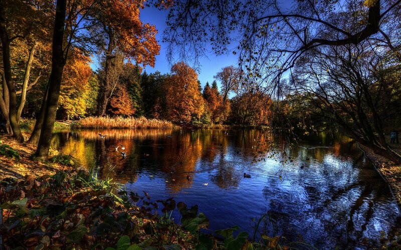Autumn Pond with Ducks — Blue, Serene, Photograph, Trees