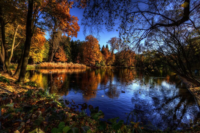 Autumn Pond with Ducks — Blue, Serene
