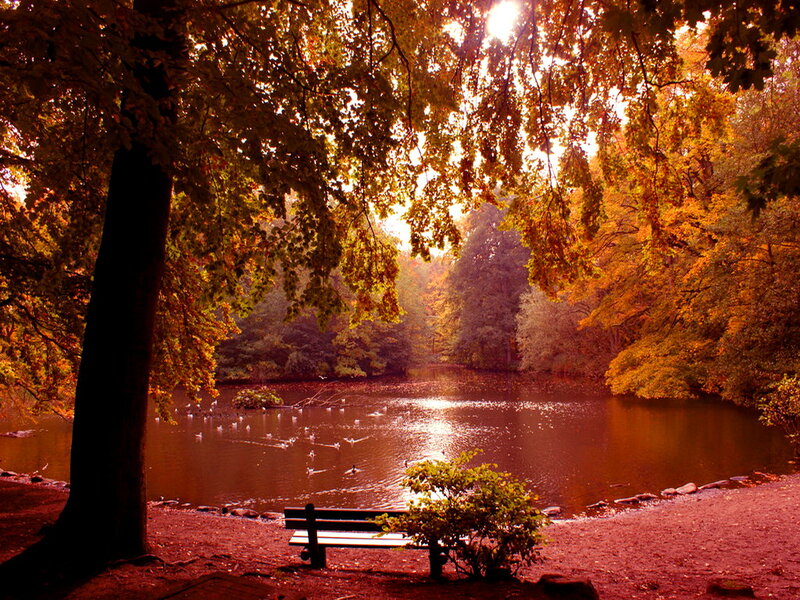 Autumn Pond with Ducks — Orange