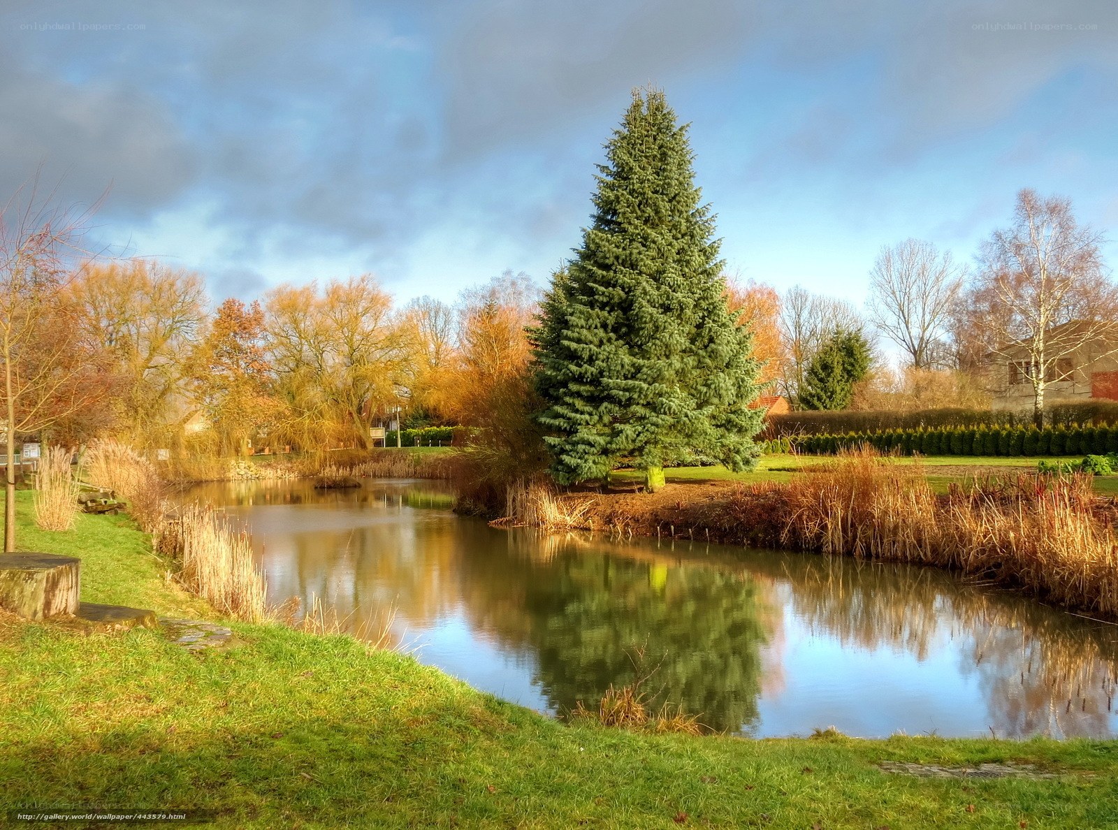 Autumn pond with evergreen tree
