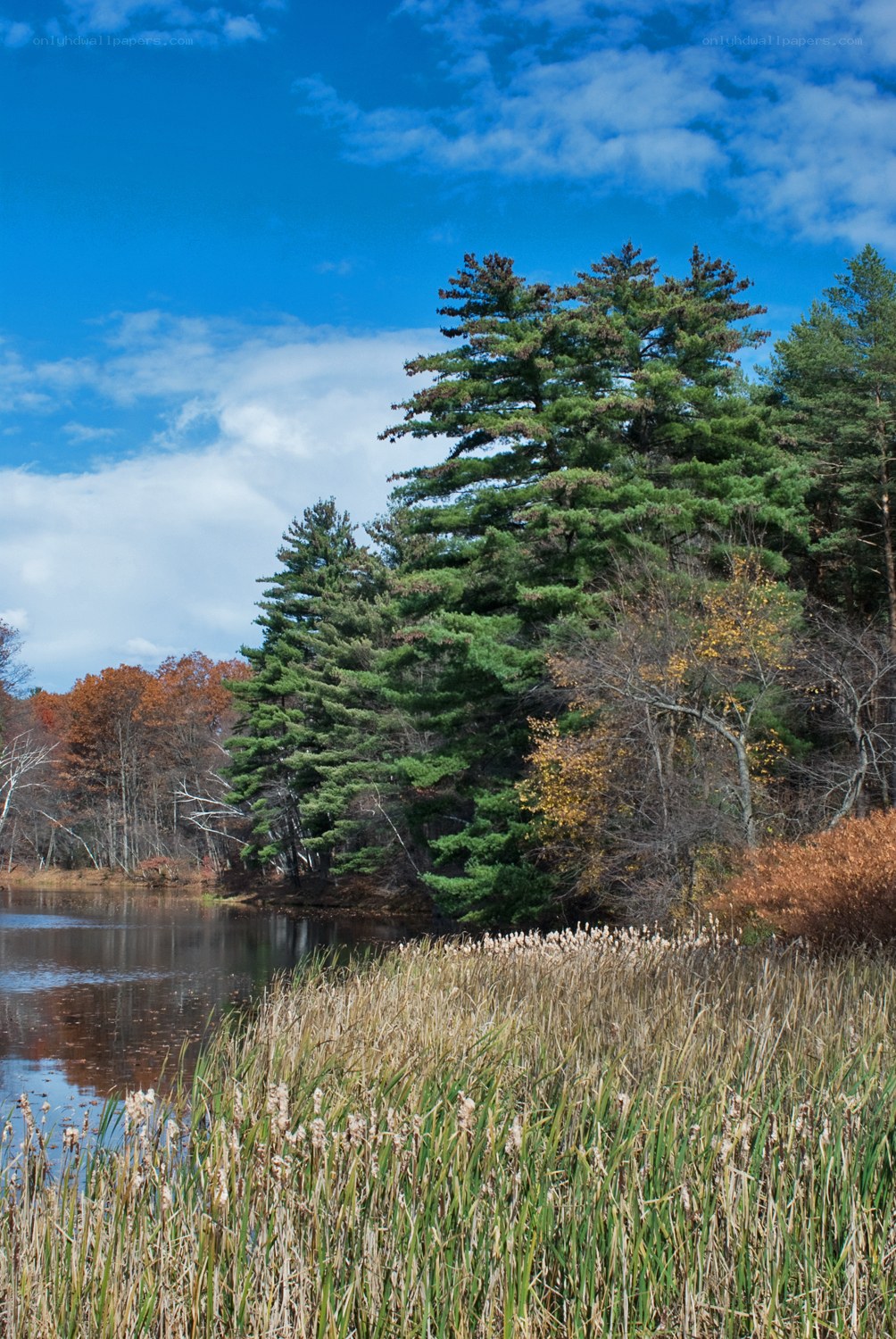 Autumn pond with evergreen trees