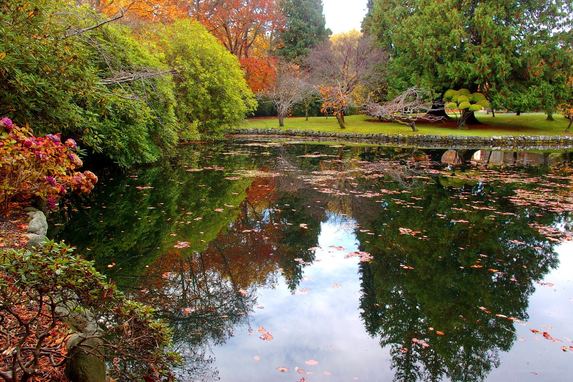 Autumn pond with fallen leaves