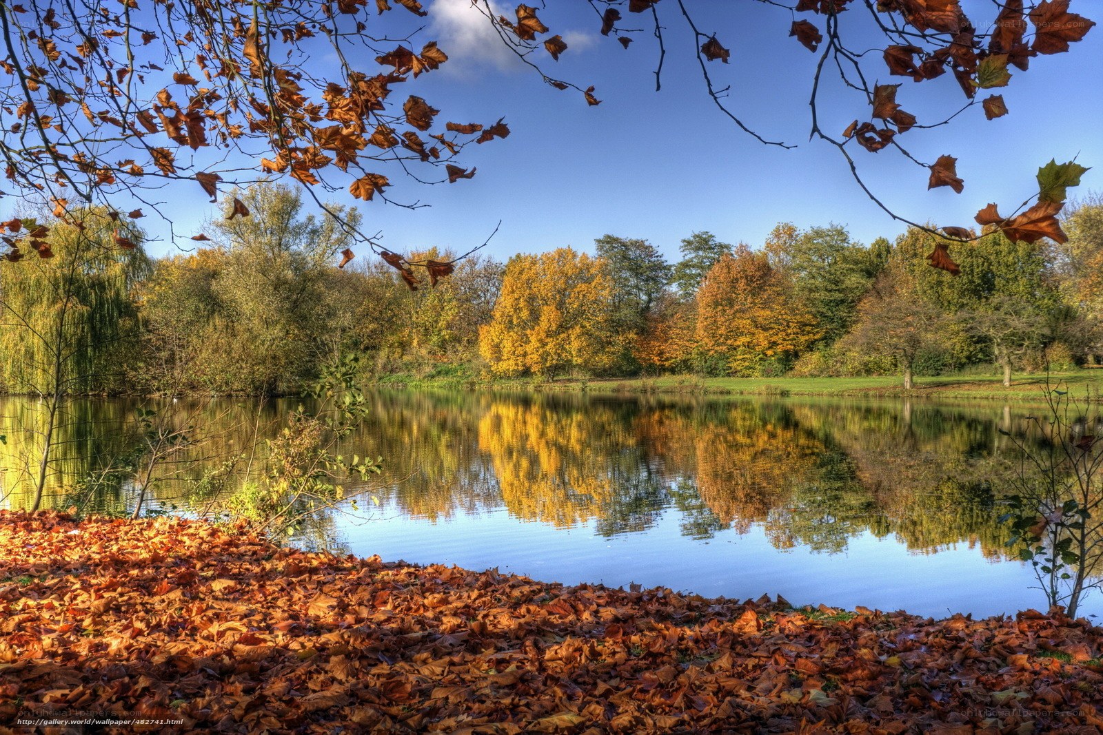 Autumn pond with fallen leaves