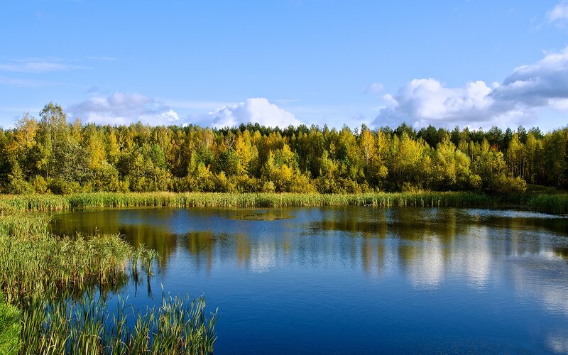 Autumn Pond with Forest