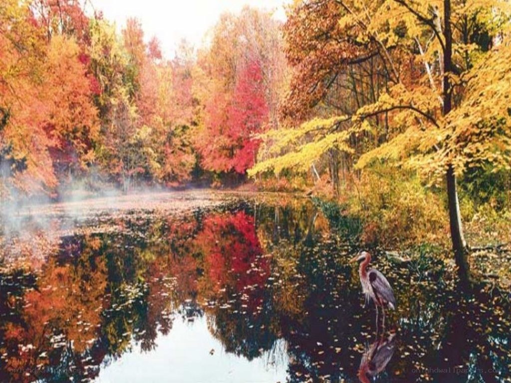 Autumn pond with heron