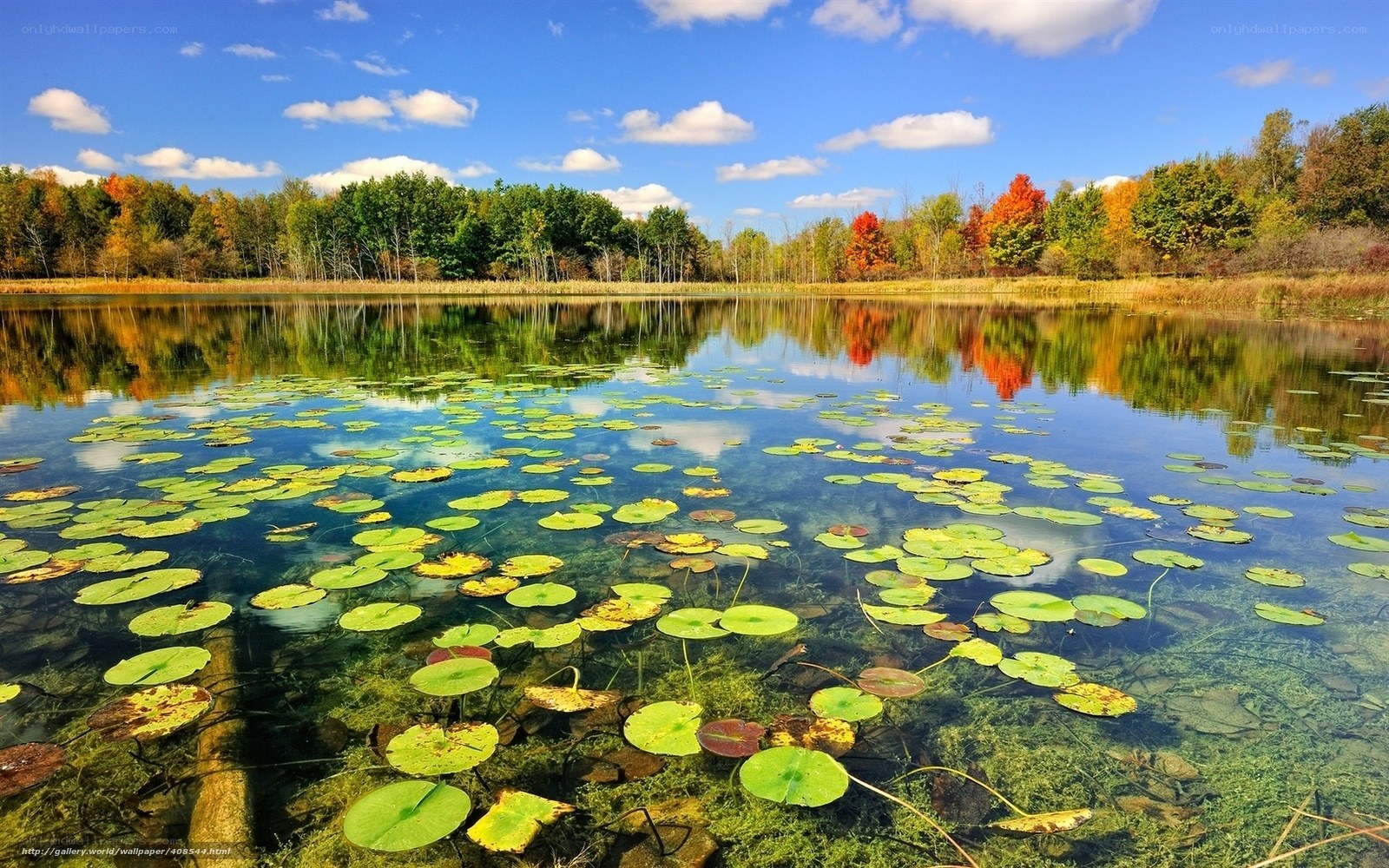 Autumn pond with lily pads