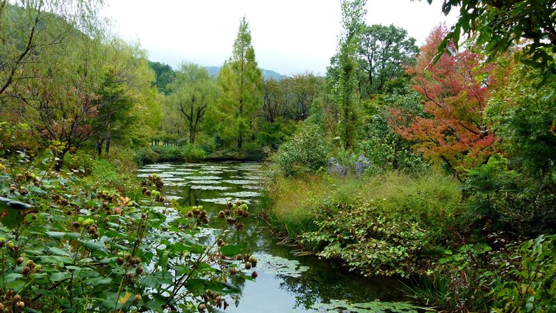 Autumn pond with lily pads