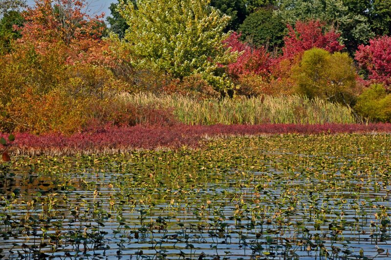 Autumn Pond with Lily Pads — Red