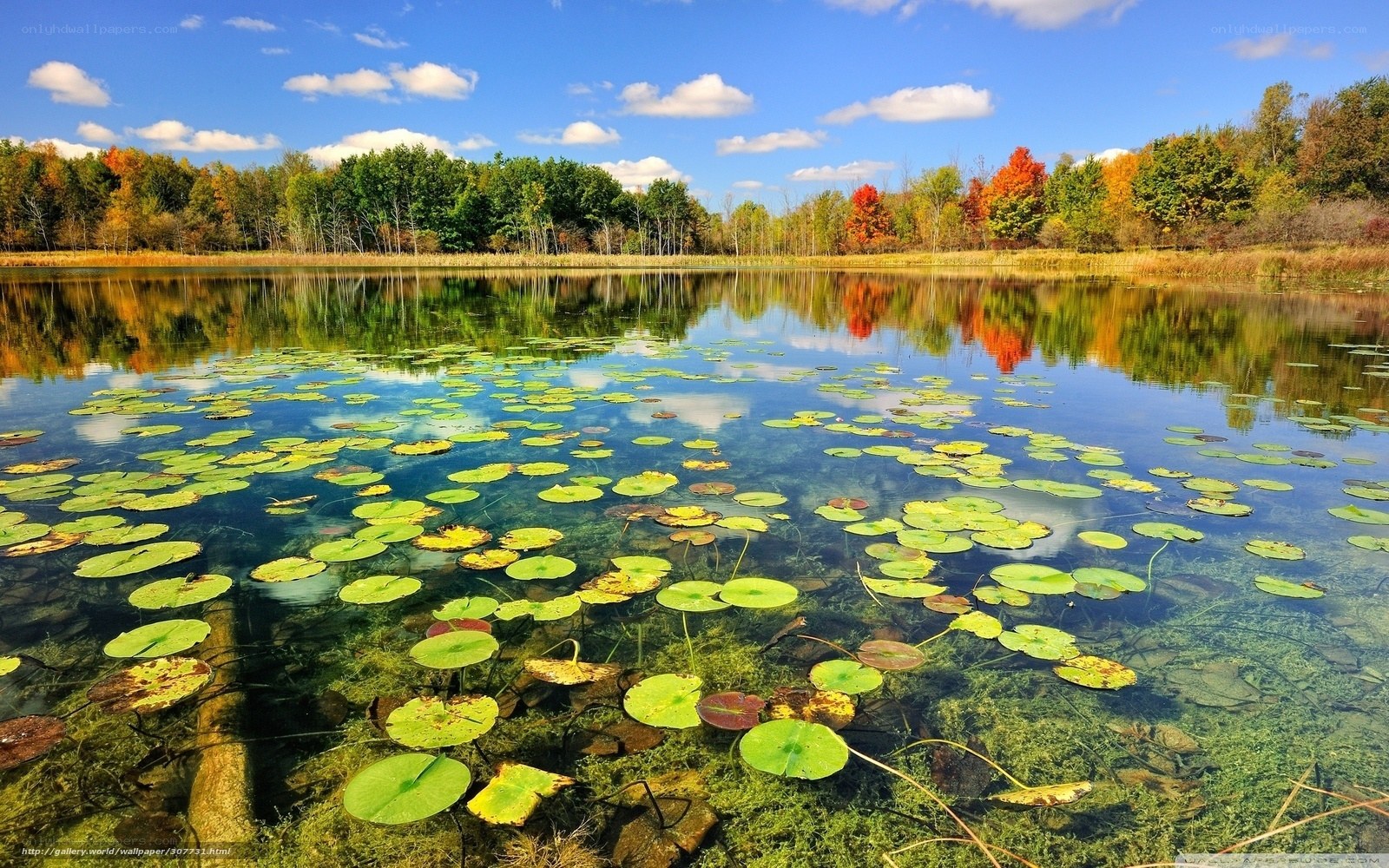 Autumn pond with lily pads