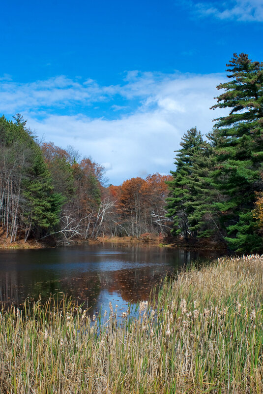 Autumn pond with reeds and trees