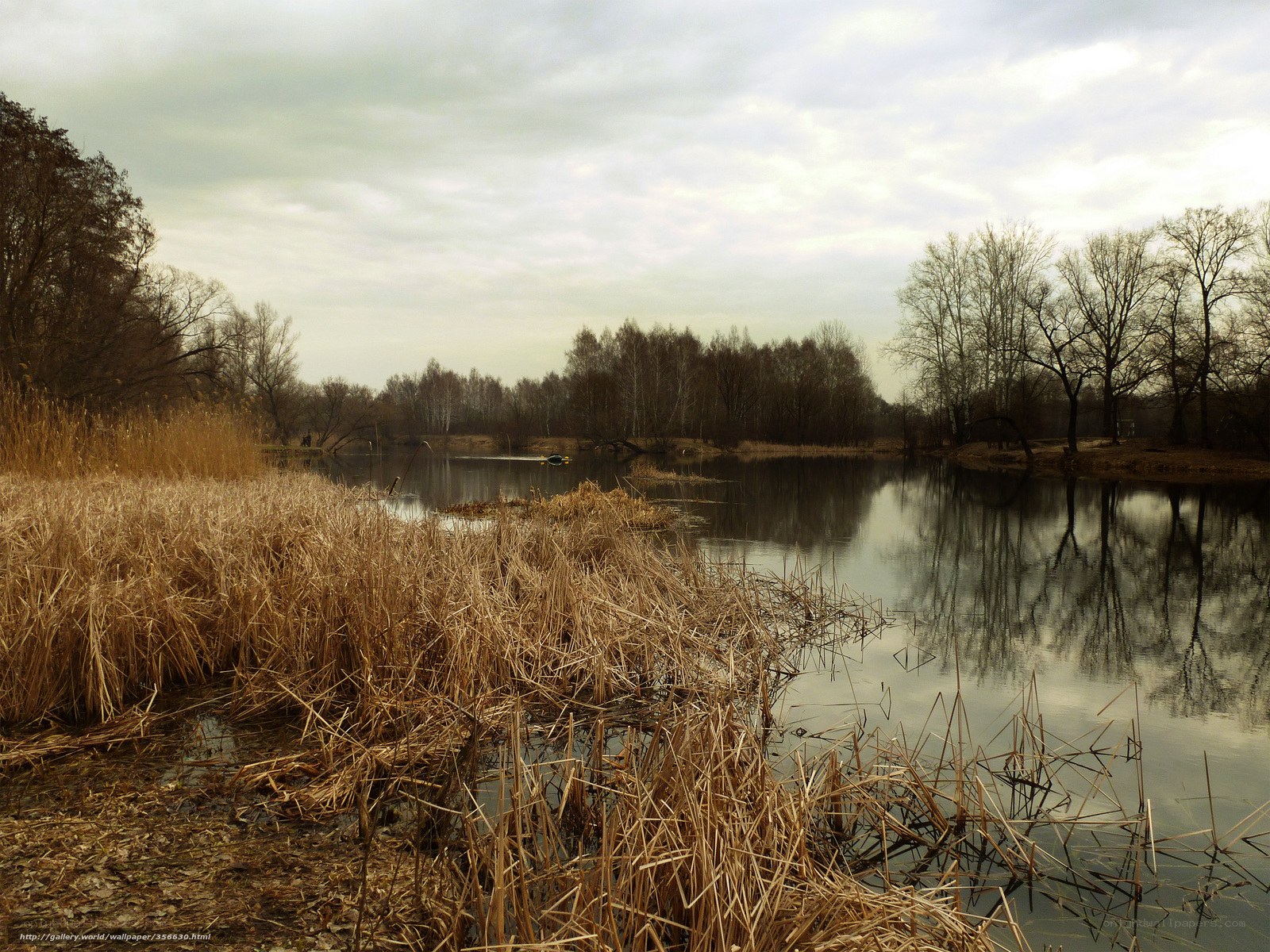 Autumn pond with reeds