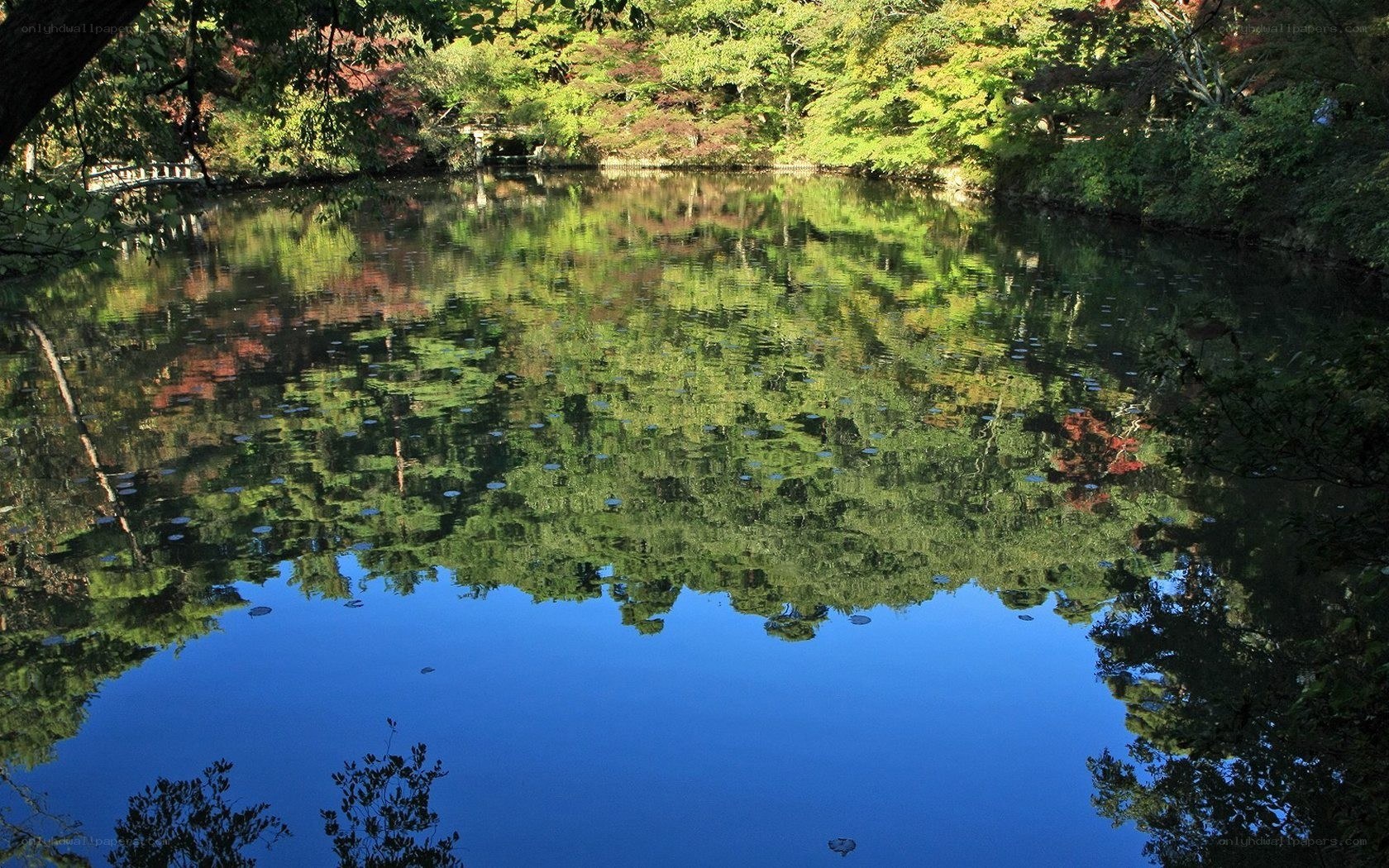Autumn pond with tree reflections