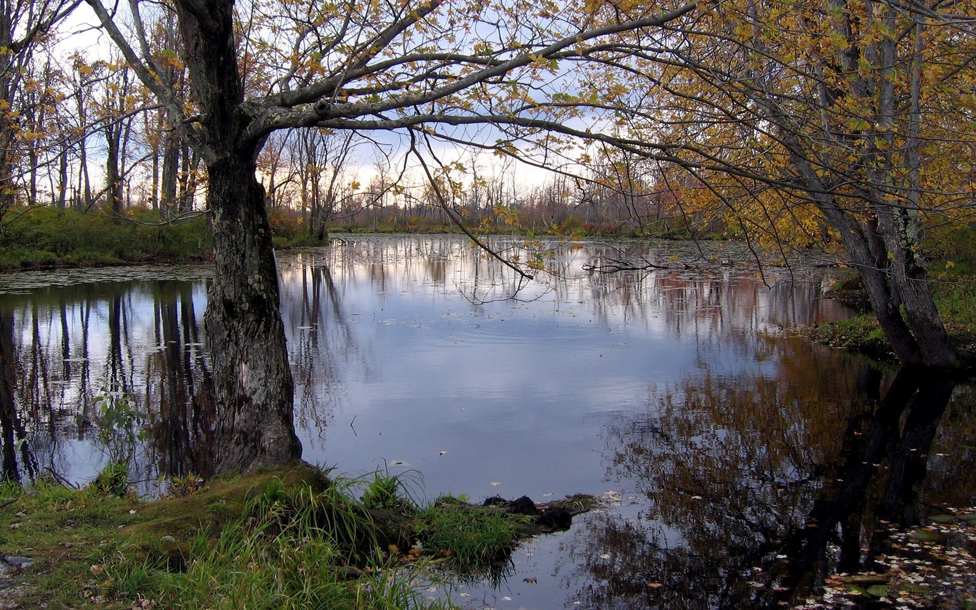 Autumn pond with tree reflections