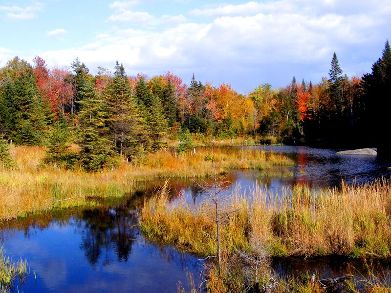 Autumn Pond with Trees — Blue