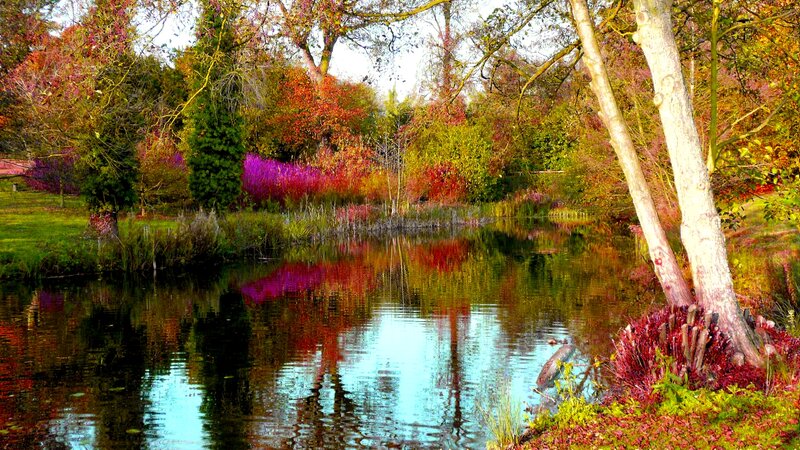 Autumn Pond with Trees — Green, Serene
