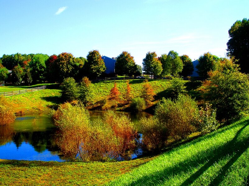 Autumn Pond with Trees — Green
