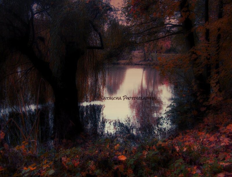 Autumn Pond with Trees — Orange, Serene