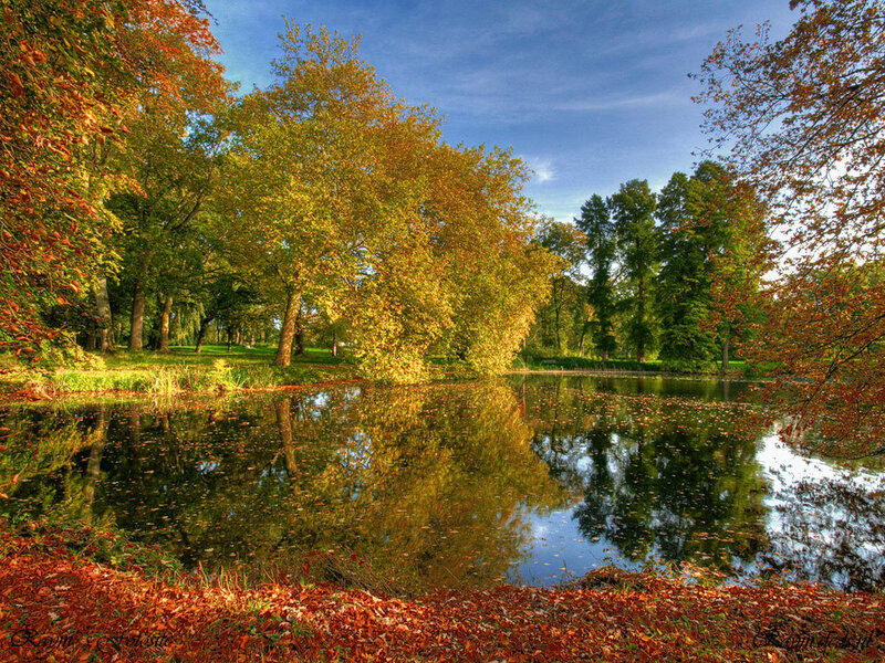 Autumn Pond with Trees — Orange