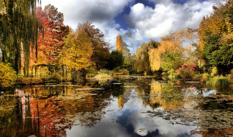 Autumn Pond with Trees — Yellow