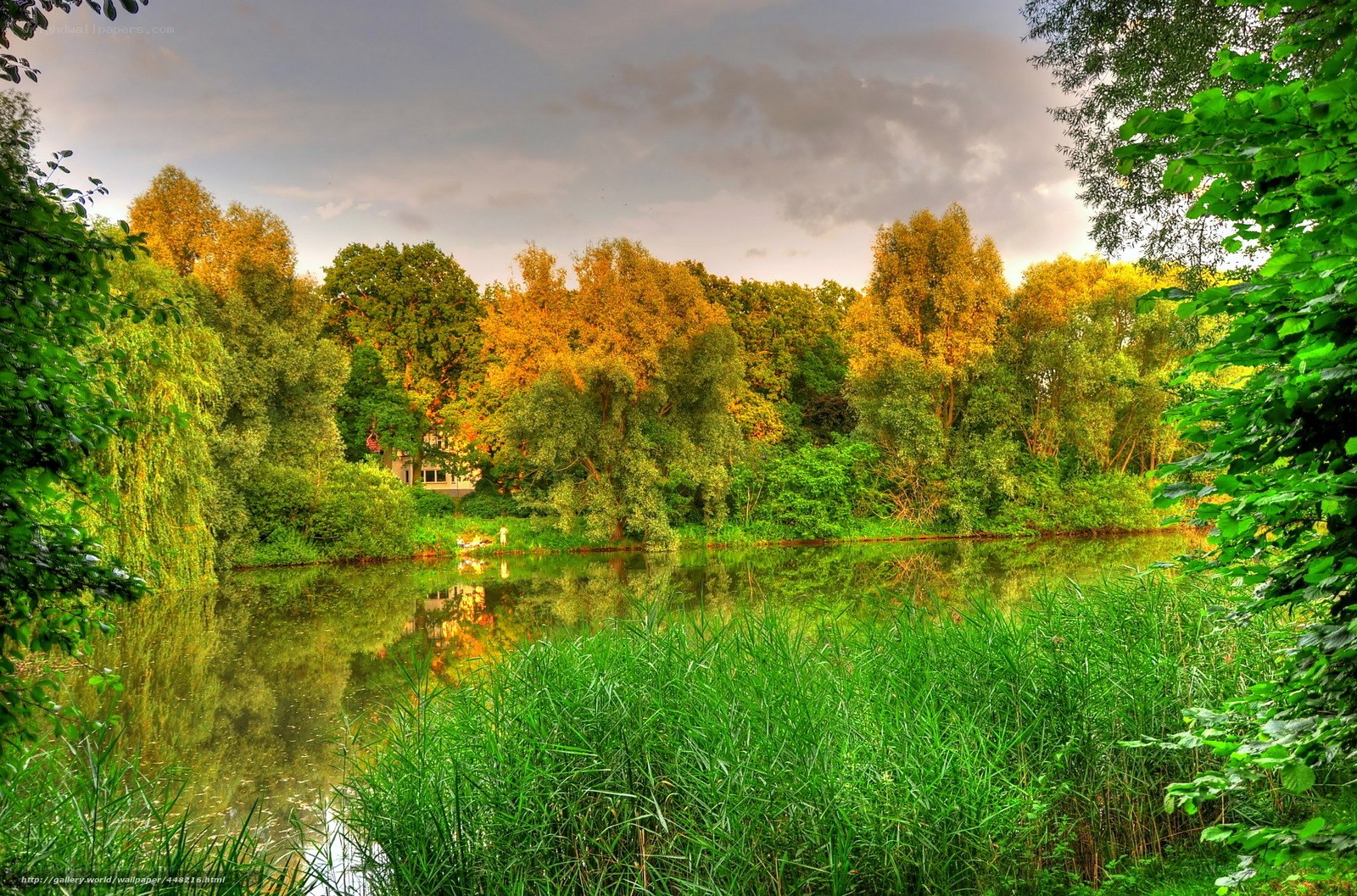 Autumn pond with trees