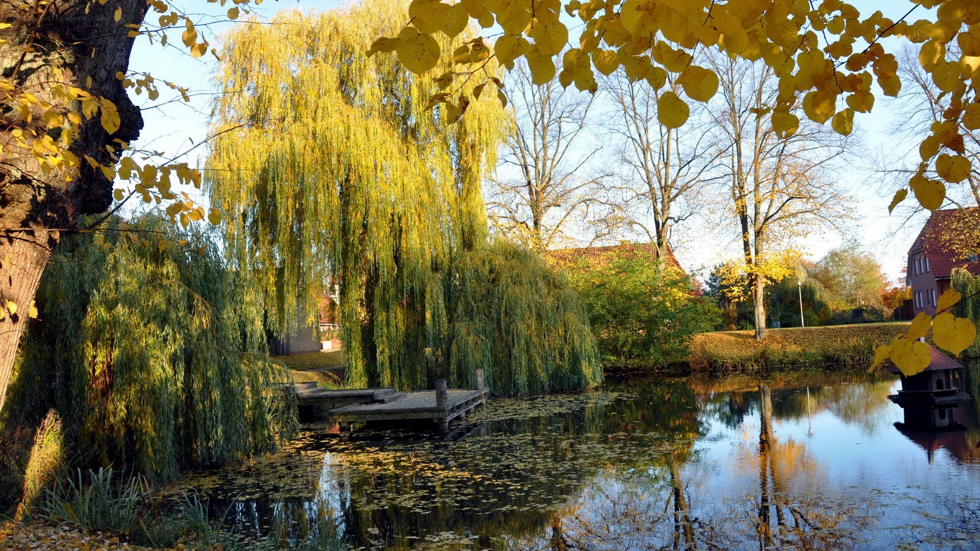 Autumn pond with weeping willow
