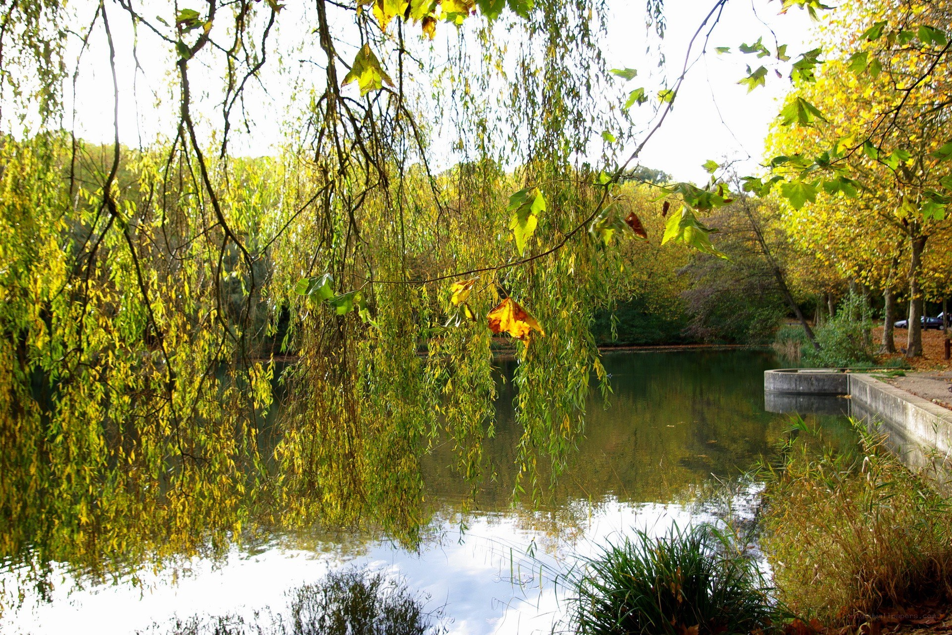 Autumn pond with weeping willow