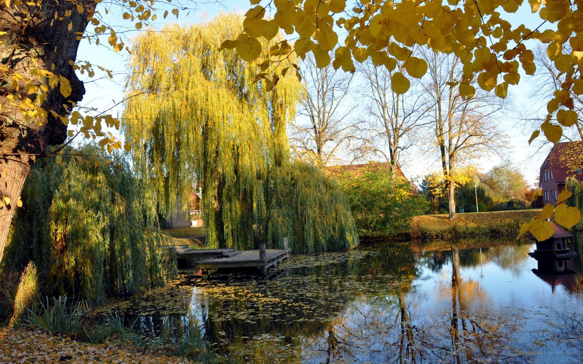 Autumn pond with weeping willow
